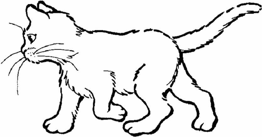 Cats 25